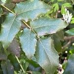 Berberis repensList