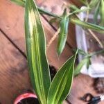 Dracaena braunii Leaf