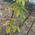 Rosa canina Fuelha