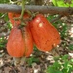 Anacardium occidentale 果實