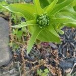 Fritillaria imperialisFeuille