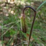 Fritillaria gentneri 果實