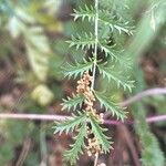 Sanguisorba verrucosa Lapas