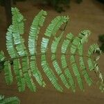 Pseudopiptadenia psilostachya Yaprak