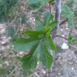 Ficus carica List