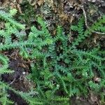 Selaginella helvetica ഇല