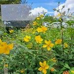 Hypericum patulum फूल