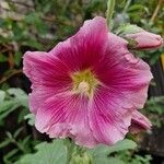 Alcea setosaFlor