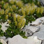 Salix retusa Fula