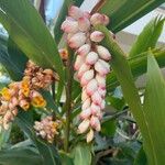 Alpinia zerumbetFlower