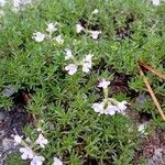 Thymus caespititius Квітка