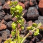 Cynoglossum borbonicum Fruit