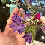 Triteleia laxa Kvet