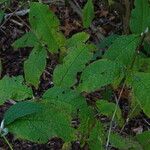 Buddleja albiflora Ліст