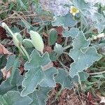 Ecballium elaterium Flower