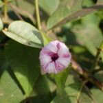 Ipomoea pileata Flower