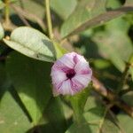 Ipomoea pileata Цветок