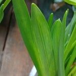 Narcissus cyclamineus Yaprak