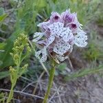 Neotinea tridentata Flower