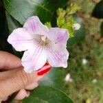 Delostoma integrifoliumFlower