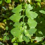 Lactuca muralis Leaf