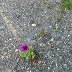 Petunia integrifolia Flor