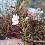 Nemesia strumosa Blüte