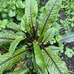 Rumex rugosus Blad