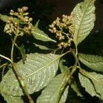 Palicourea cyanococca Cvet