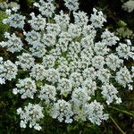 Ammi majus Цвят