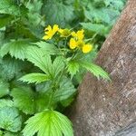 Geum macrophyllumFlower