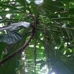 Cleidion macrophyllum Συνήθη χαρακτηριστικά