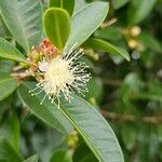 Syzygium australe Flower
