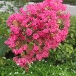 Lagerstroemia speciosaCvet