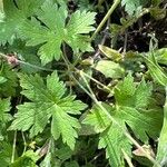 Geranium psilostemon Feuille