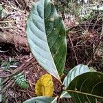 Beilschmiedia latifolia List
