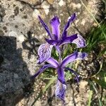 Iris missouriensis Flower