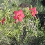Hibiscus aponeurus Hábito