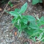 Epilobium roseum Leaf