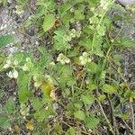 Solanum atriplicifolium Habit