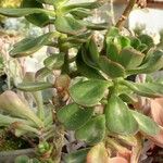 Echeveria viridissima Habit