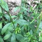 Stachys recta Feuille