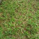 Chrysopogon aciculatus 叶