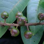 Prunus cornuta