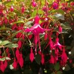 Fuchsia magellanicaKvět