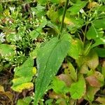 Symphyotrichum cordifolium 葉