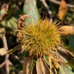 Chrysolepis sempervirensFruit