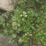 Nasturtium officinaleFloro