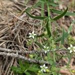 Thesium linophyllon Fleur