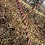 Rubus sulcatus বাকল